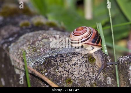 Garden banded Snail in a german garden, Grossen-Linden, Hessen, Germany Stock Photo