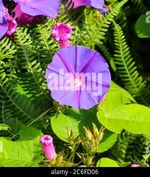 Ipomoea purpurea Common morning-glory Tall morning-glory or Purple morning glory flower close up Stock Photo