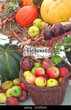 Ernte, Apfel , Malus domestica, Kuerbis, CucurbitaZwiebel, Harvest, apple, Malus domestica, pumpkin, Cucurbita onion Stock Photo