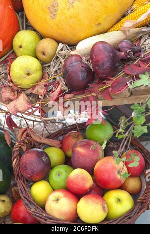 Ernte, Apfel , Malus domestica, Kuerbis, CucurbitaZwiebel, Harvest, apple, Malus domestica, pumpkin, Cucurbita onion Stock Photo