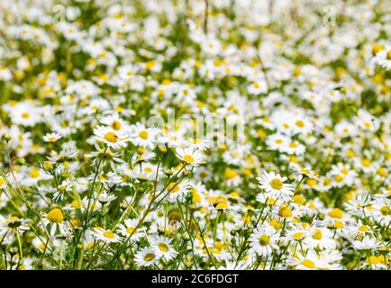 Flower meadow field with mayweed flowers or corn chamomile (Anthemis arvensis) in Summer sunshine, East Lothian, Scotland, UK Stock Photo