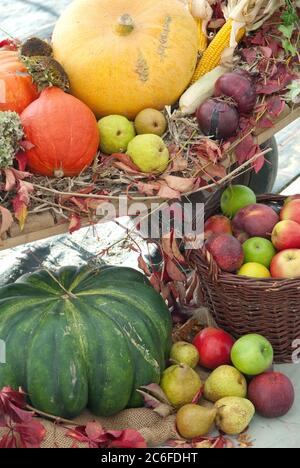 Ernte, Apfel , Malus domestica, Kuerbis, CucurbitaZwiebel, Harvest, apple, Malus domestica, pumpkin, Cucurbita onion Stock Photo