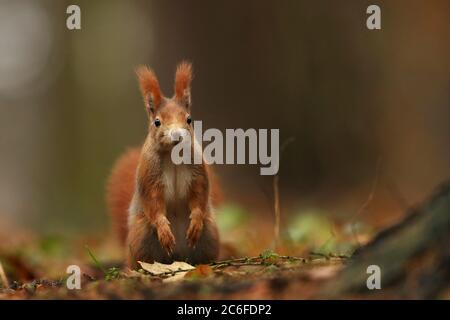 Cute red squirrel with long pointed ears eats a nut in autumn orange scene with nice deciduous forest in the background. Wildlife Czech. Sit on stump Stock Photo