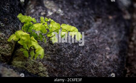 clover with moss on a rock Stock Photo