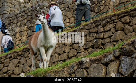 Funny curious looking alpaca llama in machu picchu Stock Photo