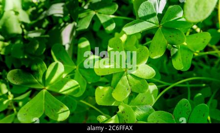 group of intense green trefoils in the sunlight Stock Photo