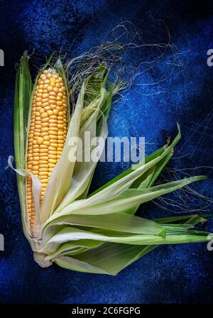 two cobs of young yellow corn with beautifully spread leaves on a dark blue textured background Stock Photo