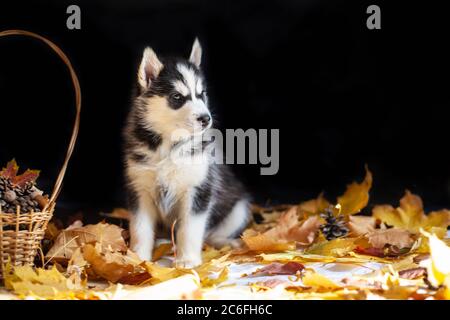 cute puppy Siberian husky black and white in Studio
