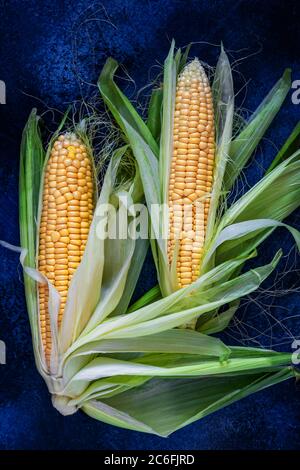 two cobs of young yellow corn with beautifully spread leaves on a dark blue textured background Stock Photo