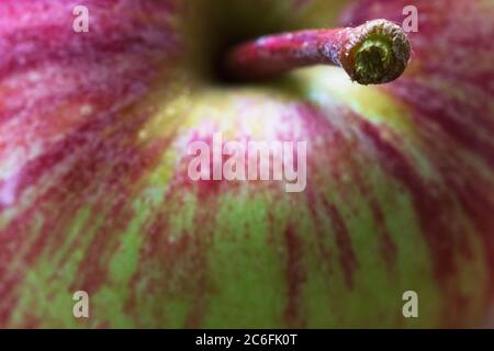 The macro shot of a freshly picked heirloom apple (Malus domestica) reveals its marks and shading. Stock Photo