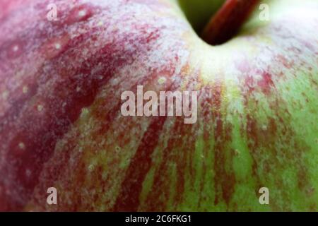 The macro shot of a freshly picked heirloom apple (Malus domestica) reveals its marks and shading. Stock Photo