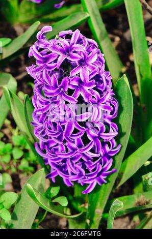 Closeup purple hyacinth flower Stock Photo