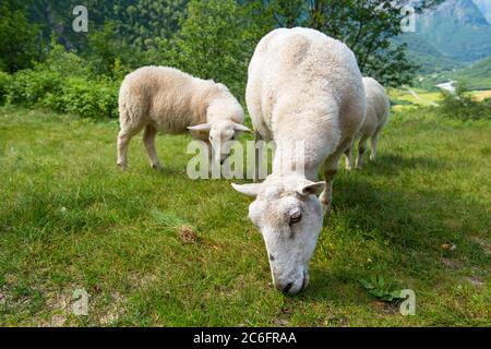 Sheep eating fresh green grass in the mountains, Norway Stock Photo