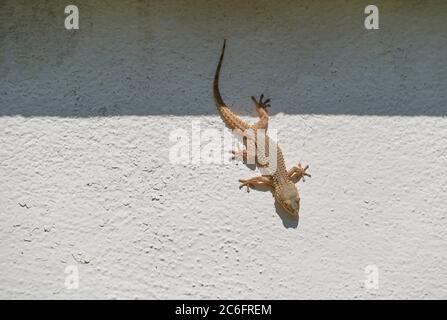 Gecko, europe, Moorish wall gecko, Tarantula mauritanica, crocodile gecko, European common gecko, Maurita naca gecko on a white wall, Andalusia, Spain Stock Photo