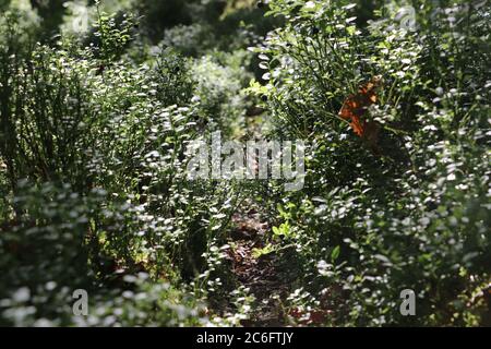 close up of green plants with plants in background Stock Photo