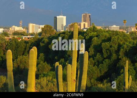 Tucson  AZ / SEPT PM  Looking east beyond a stand of mature saguaro cacti towards the downtown Tucson skyline back-dropped by the Rincon Mountains. Stock Photo