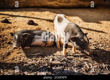 pigs in a farm in Ban Yang village, Laos, Southeast Asia Stock Photo