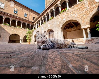 Church cat relaxing in the cloister of the Basilica di Santo Stefano. Bologna, Italy. Stock Photo