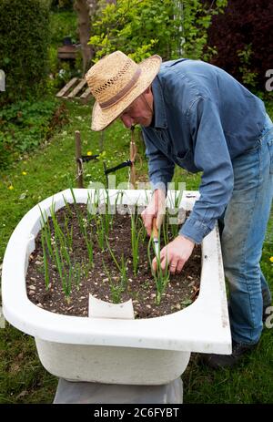 Senior male gardener tending onions planted in a raised bath outdoors Stock Photo