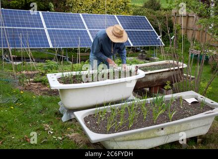 Senior male gardener tending onions in a raised bath outdoors with a giant solar panel Stock Photo