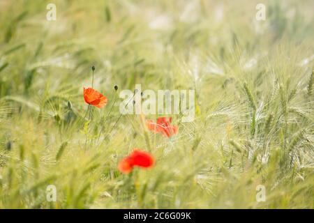 Red poppy flowers and oat plants in summer sunny field, blurred nature background Stock Photo