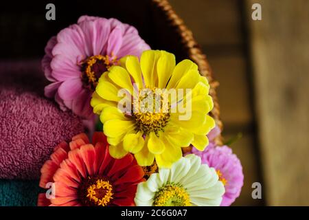 Stack of  towels and zinnia flowers. Stack of bath towels on wooden background Stock Photo