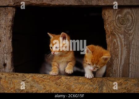 Two cute kittens in their wooden house. Interested in how to climb a fence Stock Photo