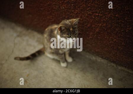 lovely grey with white and brown spots kitty sitting near building Stock Photo