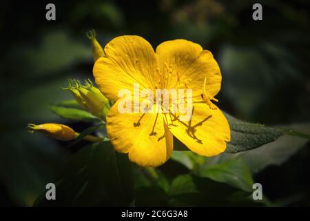 Flower celandine, with open bright yellow petals on the green background. Macro. Stock Photo