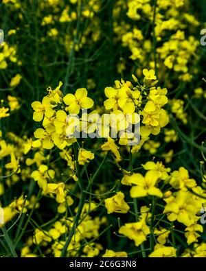 Close-up of Yellow rapeseed flowers on spring day. Stock Photo