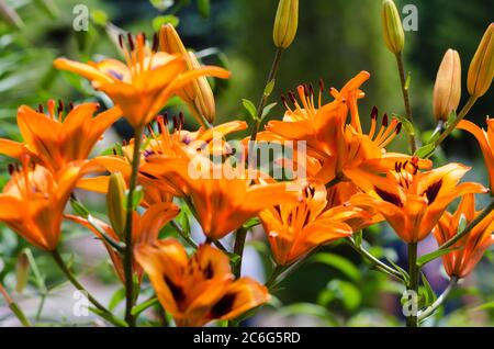 Bunch of orange wood lilies, botanical name is Lilium Philadelphicum Stock Photo
