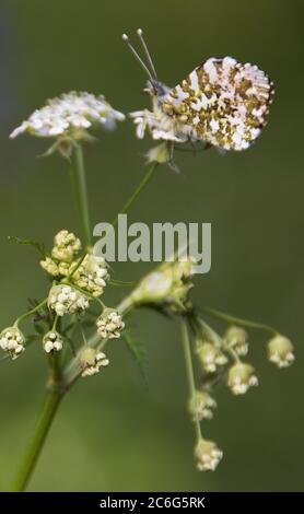 Orange-tip butterfly on cow parsley Stock Photo