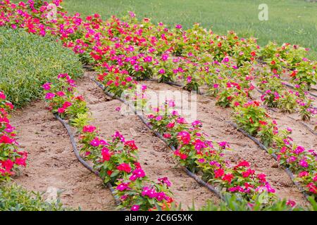 flower gardening with water dispencer hose line Stock Photo