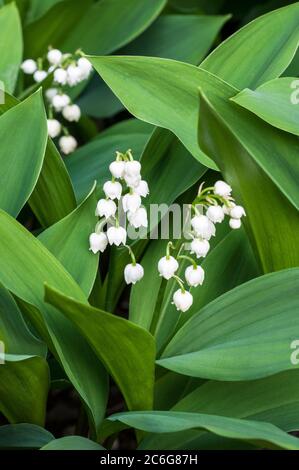 Convallaria majalis Lily-of-the-Valley This is an evergreen plant that can be used for ground cover or grown in a shady border  It is fully hardy Stock Photo