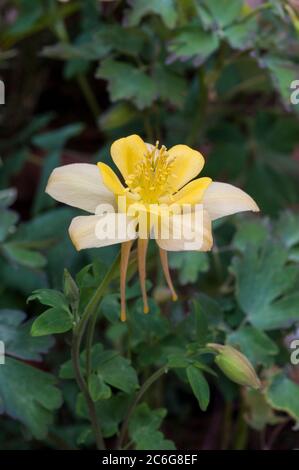 Close up of Aquilegia McKana hybrid yellow & white flower Also called Columbine or Grannys Bonnet A fully hardy spring & summer flowering perennial Stock Photo