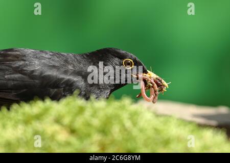 Blackbird or (Turdus merula), males with Earthwormsn (Lumbricidae) in their beaks, Wilden, North Rhine-Westphalia, Germany Stock Photo