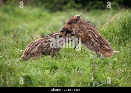 Wild boars (Sus scrofa), freshmen ,6 weeks, fighting, Allgaeu, Bavaria, Germany Stock Photo
