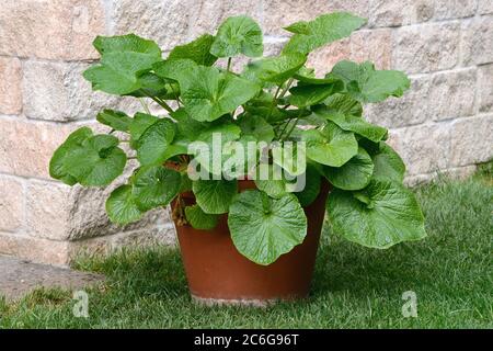 Wasabi (Wasabia japonica), plant in flowerpot, Germany Stock Photo