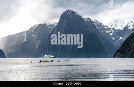 Tourist boat goes through Milford Sound, in the back mountain peak The Lion, Southland, South Island, New Zealand Stock Photo