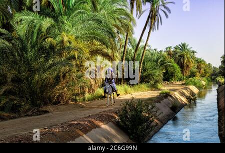 Farmer riding his donkey on a village road next an irrigation canal supplying much needed water to the farms, from the Nile River in Egypt Stock Photo