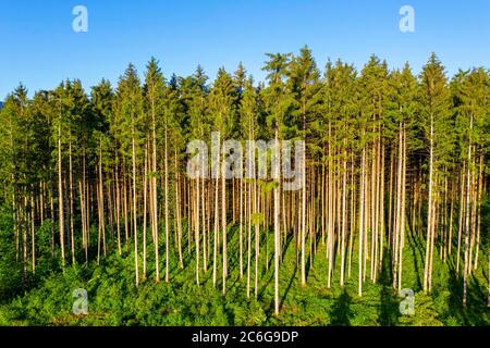 Spruce forest with undergrowth, near Bad Heilbrunn, Toelzer Land, drone recording, Upper Bavaria, Bavaria, Germany Stock Photo