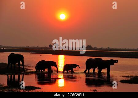 Elephants (Loxodonta africana), silhouettes at sunset, wading through the Chobe River, Chobe National Park, Botswana Stock Photo