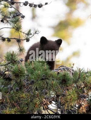 American Black bear (Ursus americanus) cub, Grand Teton National Park, Wyoming Stock Photo