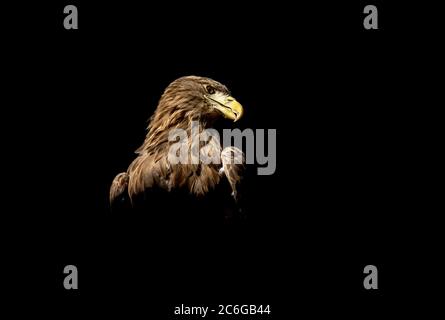 white-tailed eagle in a majestic pose on a black background Stock Photo