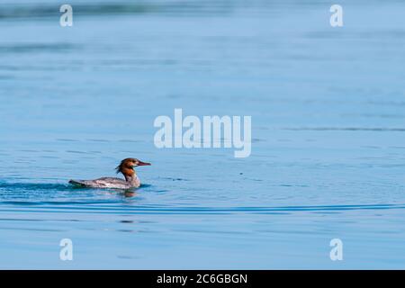 A Female Common Merganser (Mergus merganser) swimming on the surface in Grand Traverse Bay near Traverse City Michigan. Stock Photo