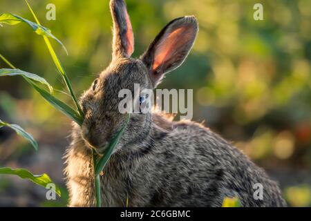 portrait of cute Eastern cottontail eating grass Stock Photo