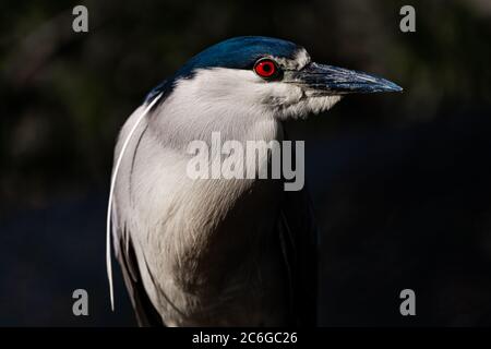 black-crowned night heron portrait close-up detail photographic print Stock Photo