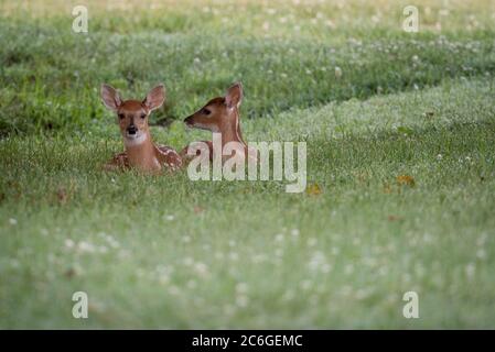 Two white-tailed deer fawns bedded down in an open meadow in summer Stock Photo