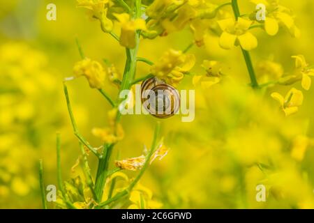 Land Snail on Branch in Springtime Stock Photo