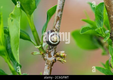 Land Snail on Branch in Springtime Stock Photo